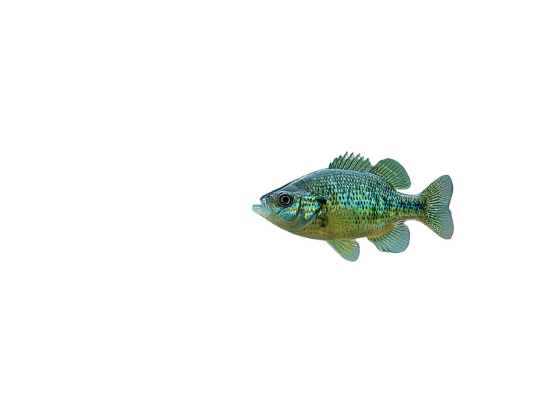 Bluegill Sunfish Biting Vinyl Car Decal Sticker – Waterproof & UV-Resistant 8"
