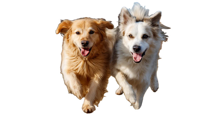 Playing Dogs Vinyl Car Decal Sticker – Waterproof & UV-Resistant 8"