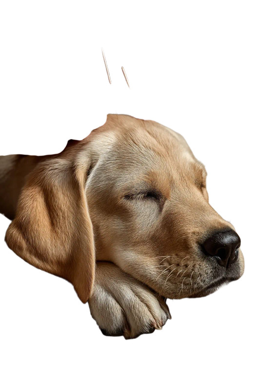 Dog Acupuncture Treatment Vinyl Car Decal Sticker – Waterproof & UV-Resistant 8"