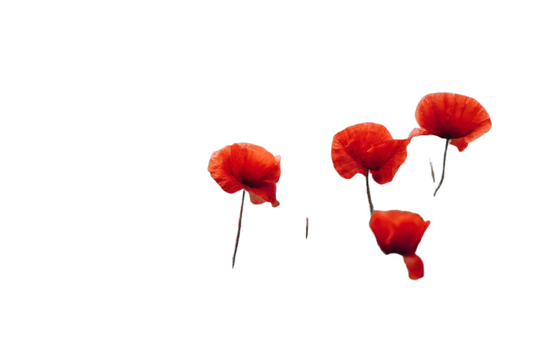 Vibrant Red Poppies Vinyl Car Decal Sticker – Waterproof & UV-Resistant 8"