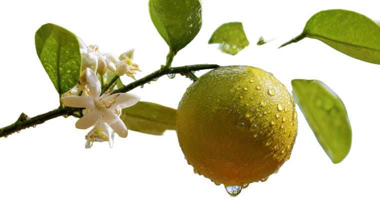 Dewy Citrus Fruit Vinyl Car Decal Sticker – Waterproof & UV-Resistant 8"