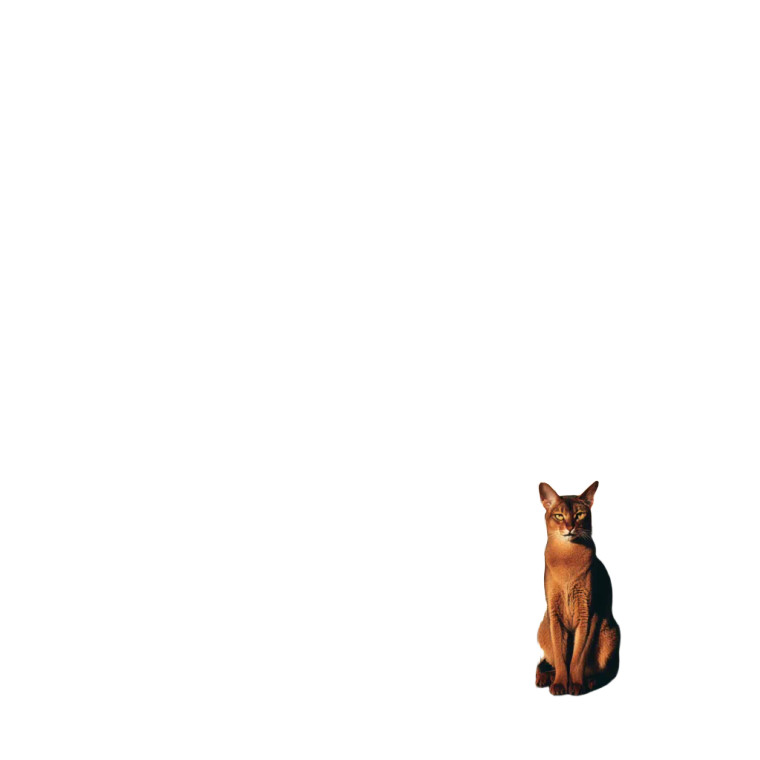 Abyssinian Cat Vinyl Car Decal Sticker – Waterproof & UV-Resistant 8"