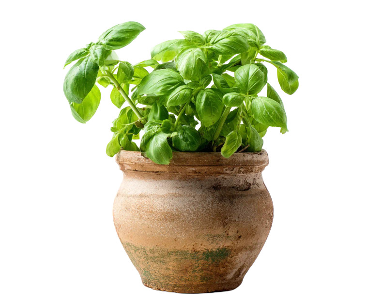 Fresh Basil Plant Vinyl Car Decal Sticker – Waterproof & UV-Resistant 8"