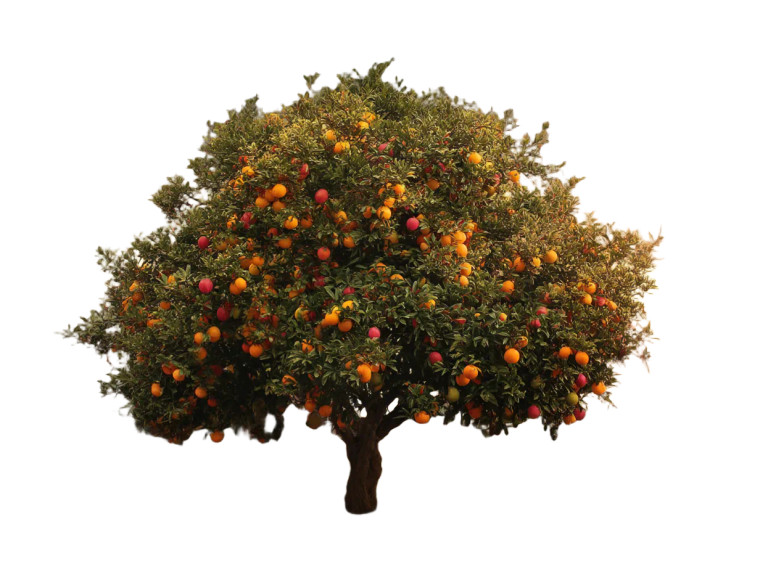 Fruitful Sunset Tree Vinyl Car Decal Sticker – Waterproof & UV-Resistant 8" Fruitful Sunset Tree Vinyl Car Decal Sticker – Waterproof & UV-Resistant 8"