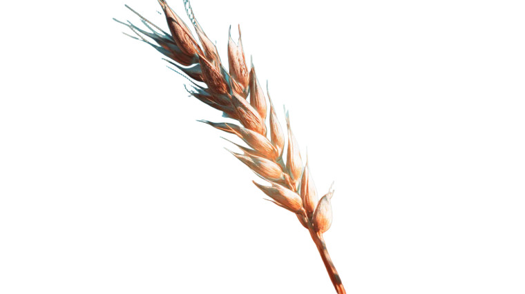 Corn Flower Close-Up Vinyl Car Decal Sticker – Waterproof & UV-Resistant 8"