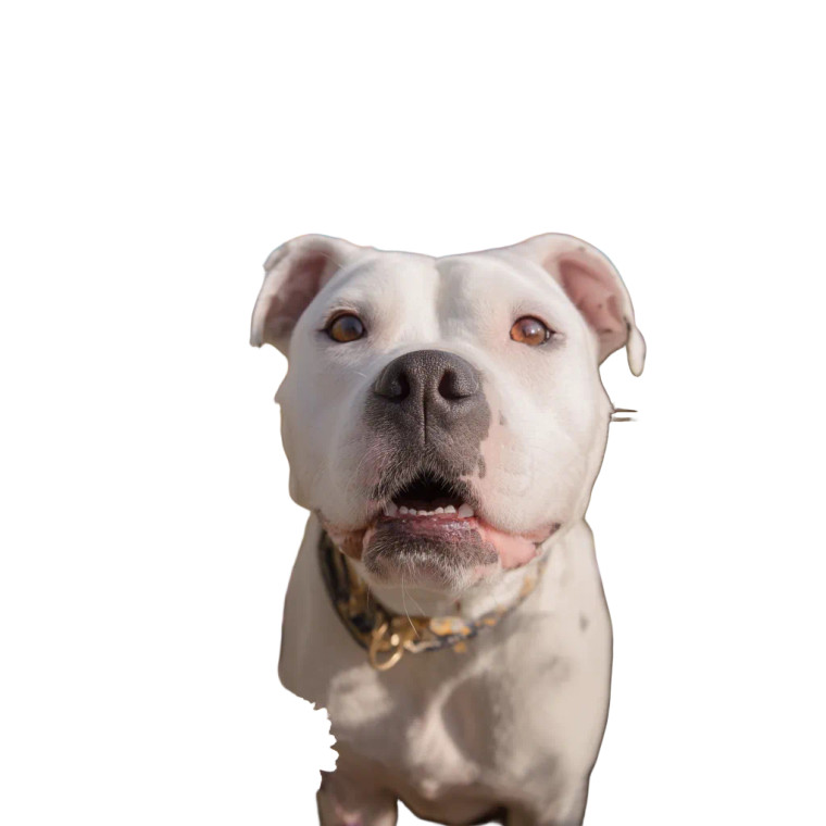 Happy Bulldog Birthday Vinyl Car Decal Sticker – Waterproof & UV-Resistant 8"