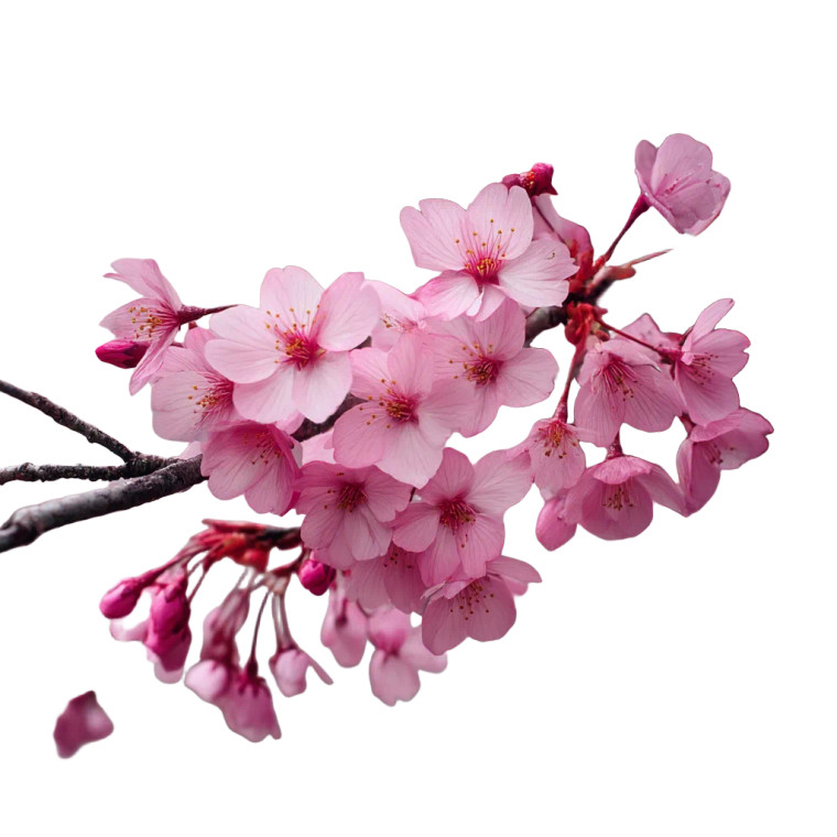 Cherry Blossom V4 Vinyl Car Decal Sticker – Waterproof & UV-Resistant 8"
