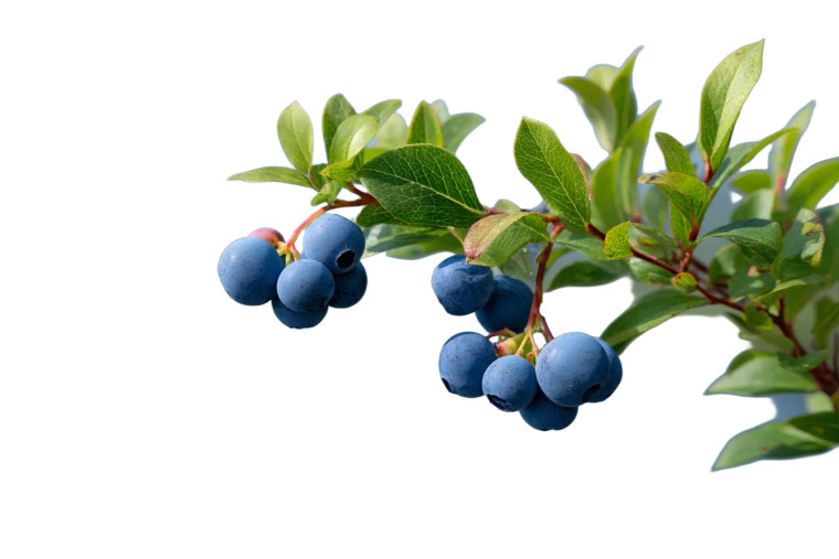 Blueberries Mountain View Vinyl Car Decal Sticker – Waterproof & UV-Resistant 8"
