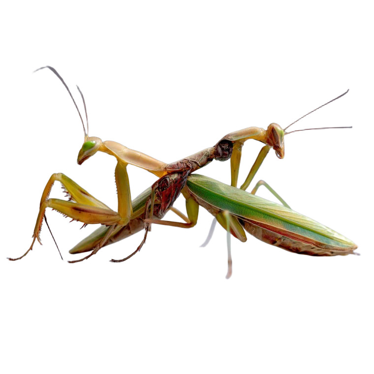 Mantis Devouring Mantis Vinyl Car Decal Sticker – Waterproof & UV-Resistant 8"