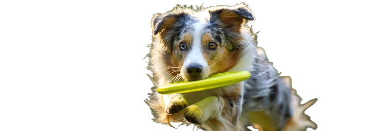 Leaping Australian Shepherd Vinyl Car Decal Sticker – Waterproof & UV-Resistant 8"