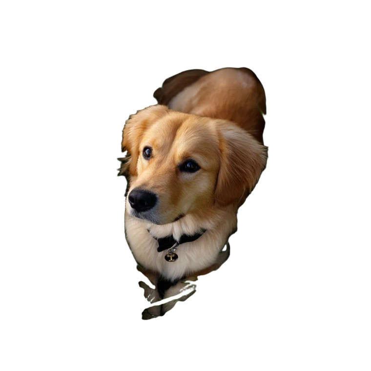 Golden Retriever In Grass Vinyl Car Decal Sticker – Waterproof & UV-Resistant 8"