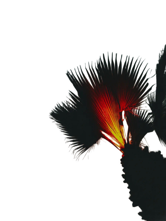 Palm Leaf Sky Vinyl Car Decal Sticker – Waterproof & UV-Resistant 8"