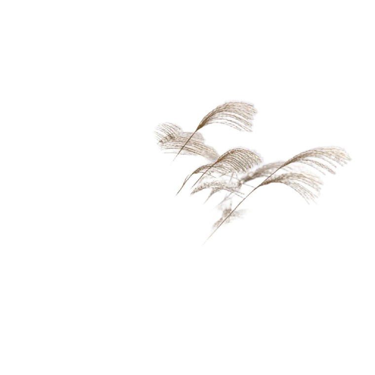 Delicate White Grasses Vinyl Car Decal Sticker – Waterproof & UV-Resistant 8"