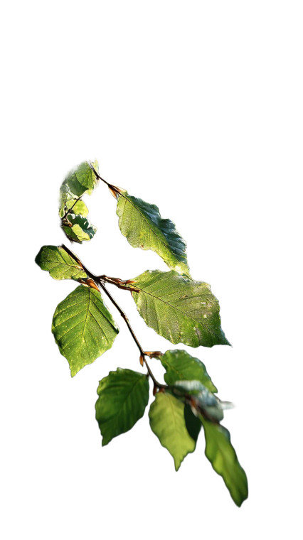 Green Forest Leaves Vinyl Car Decal Sticker – Waterproof & UV-Resistant 8"