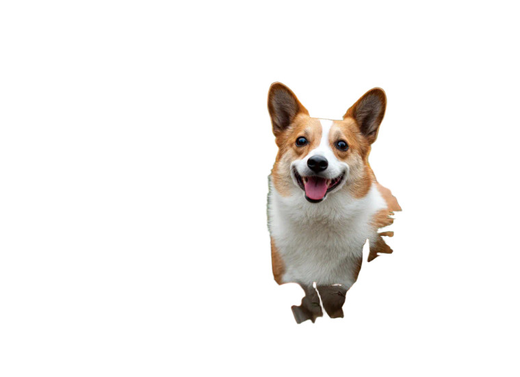 Corgi In Chrysanthemums Vinyl Car Decal Sticker – Waterproof & UV-Resistant 8"