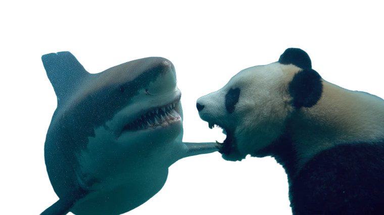 Shark Vs Panda Vinyl Car Decal Sticker – Waterproof & UV-Resistant 8"