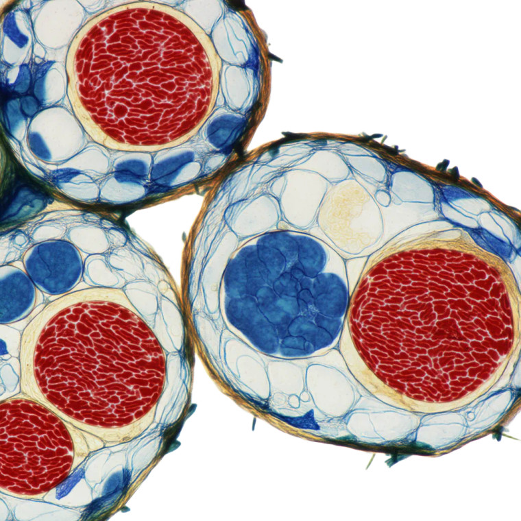Plant Cell Cross-Section Vinyl Car Decal Sticker – Waterproof & UV-Resistant 8"