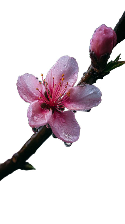 Pink Peach Blossom V2 Vinyl Car Decal Sticker – Waterproof & UV-Resistant 8"
