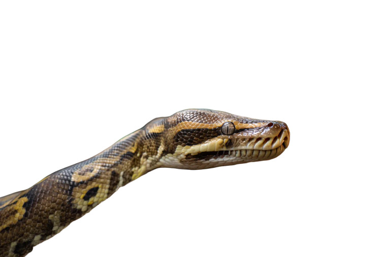 Burmese Python Vinyl Car Decal Sticker – Waterproof & UV-Resistant 8"