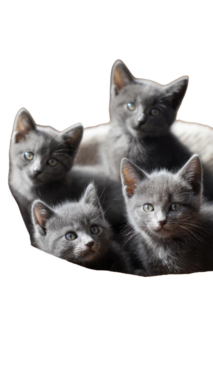 Gray Kittens In Basket Vinyl Car Decal Sticker – Waterproof & UV-Resistant 8"