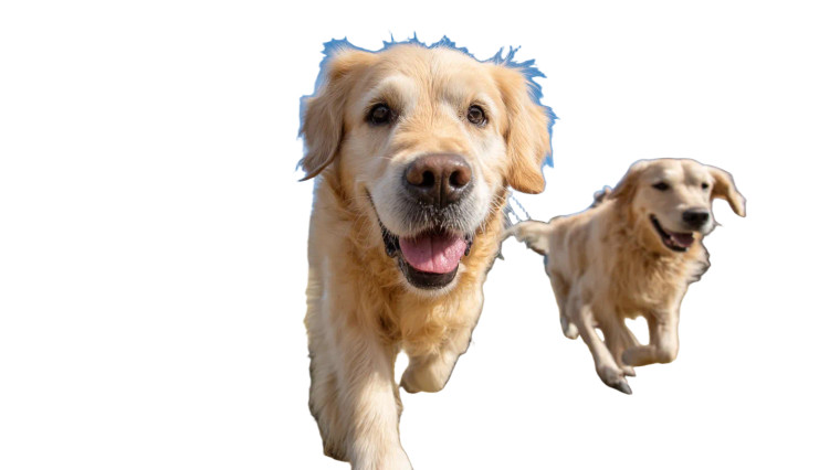 Golden Retriever Playtime Vinyl Car Decal Sticker – Waterproof & UV-Resistant 8"