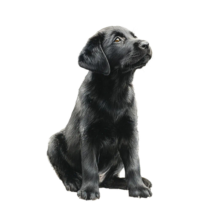 Black Labrador Puppy Vinyl Car Decal Sticker – Waterproof & UV-Resistant 8"