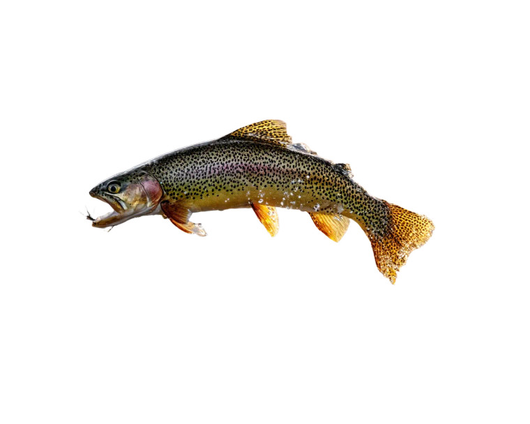 Leaping Trout Strike Vinyl Car Decal Sticker – Waterproof & UV-Resistant 8"