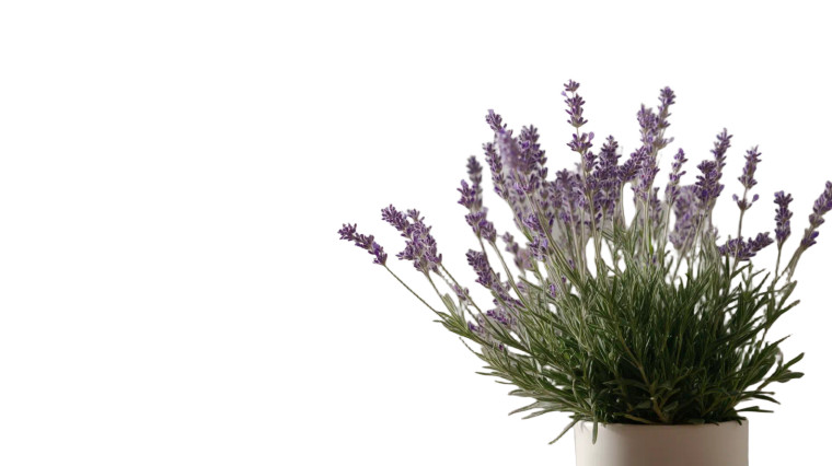 Lavender In Bloom Vinyl Car Decal Sticker – Waterproof & UV-Resistant 8"