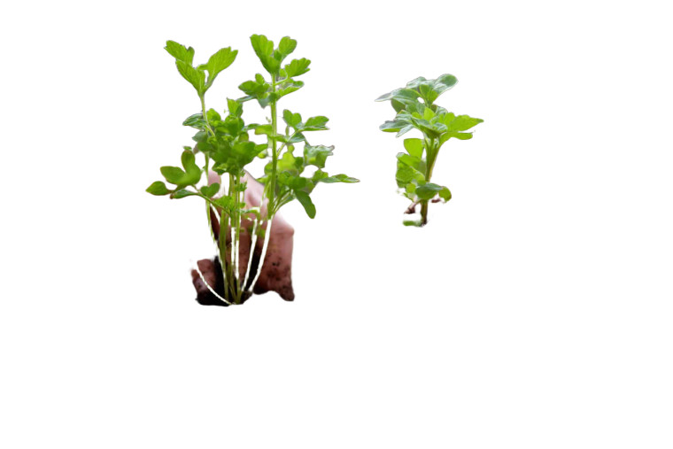 Planting Herbs Together Vinyl Car Decal Sticker – Waterproof & UV-Resistant 8"