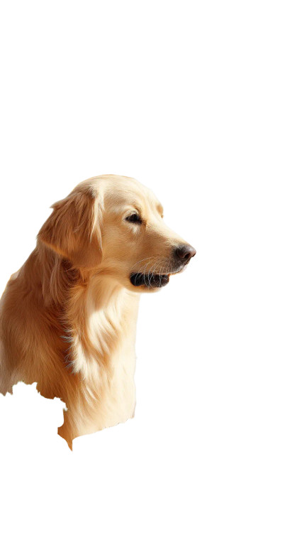 Pedigree Dog Food Vinyl Car Decal Sticker – Waterproof & UV-Resistant 8"