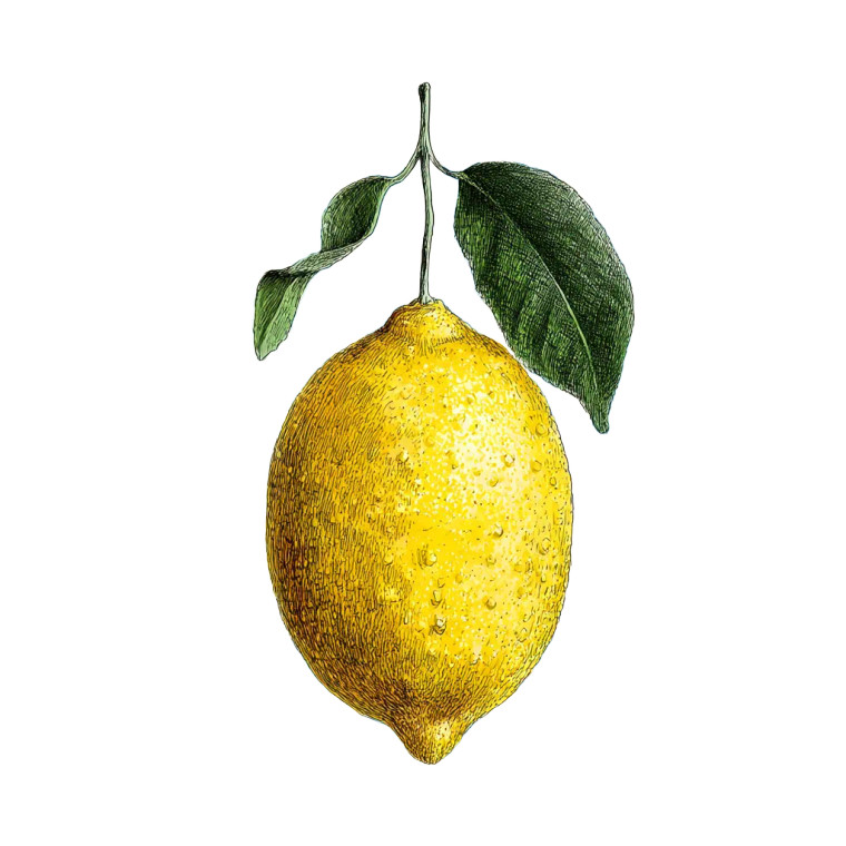 Lemon With Ribbon Vinyl Car Decal Sticker – Waterproof & UV-Resistant 8"