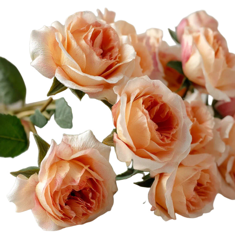 Peach Roses Bouquet V2 Vinyl Car Decal Sticker – Waterproof & UV-Resistant 8"