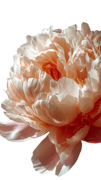 Blooming Peony Flower Vinyl Car Decal Sticker – Waterproof & UV-Resistant 8"