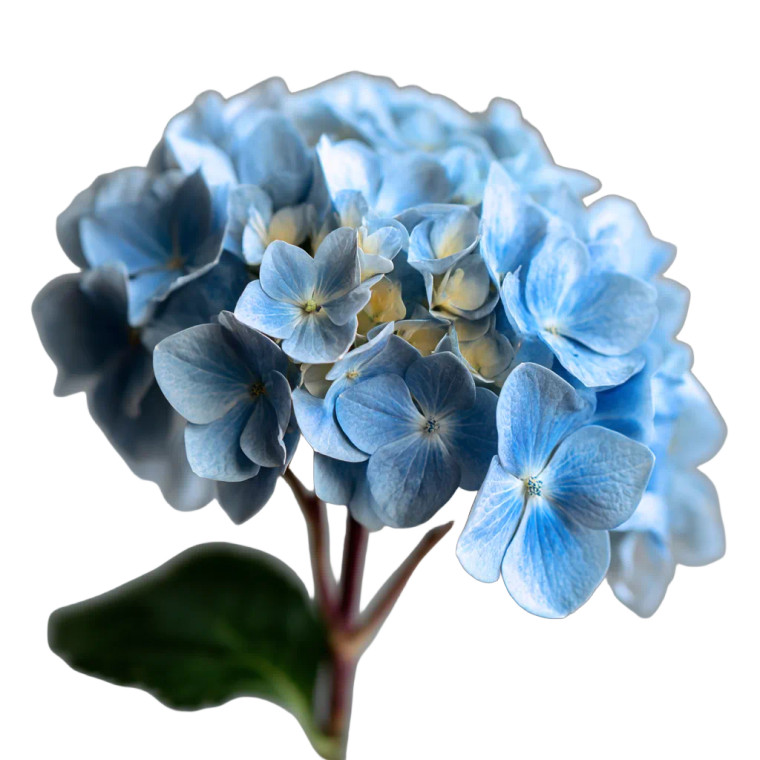 Blue Hydrangea Vinyl Car Decal Sticker – Waterproof & UV-Resistant 8"