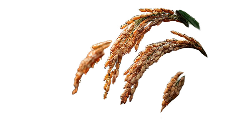 Golden Rice Paddy Vinyl Car Decal Sticker – Waterproof & UV-Resistant 8"