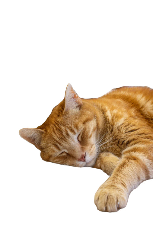 Cat Nap Vinyl Car Decal Sticker – Waterproof & UV-Resistant 8"