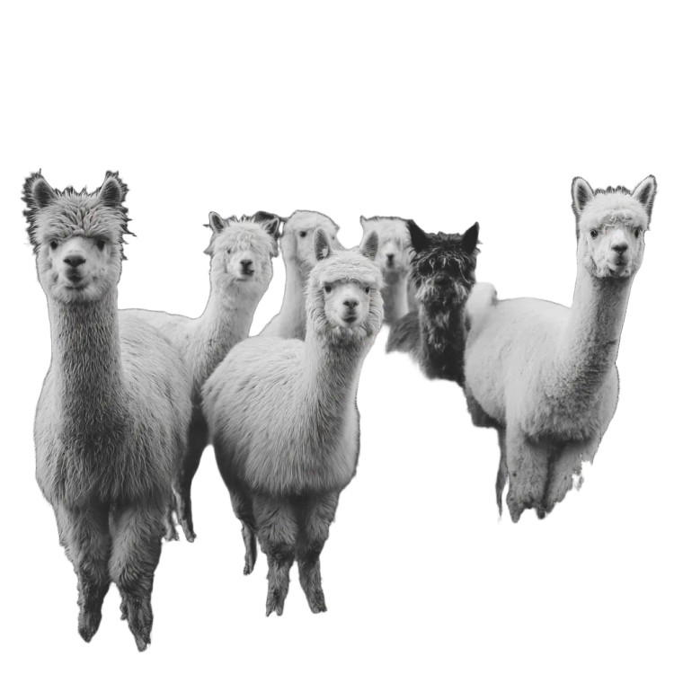 Alpacas Grazing Meadow Vinyl Car Decal Sticker – Waterproof & UV-Resistant 8"
