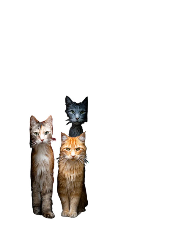 Graffiti Cats Portrait Vinyl Car Decal Sticker – Waterproof & UV-Resistant 8"