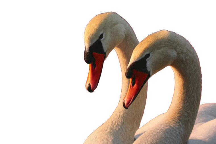 Nuzzling Swans Painting Vinyl Car Decal Sticker – Waterproof & UV-Resistant 8"