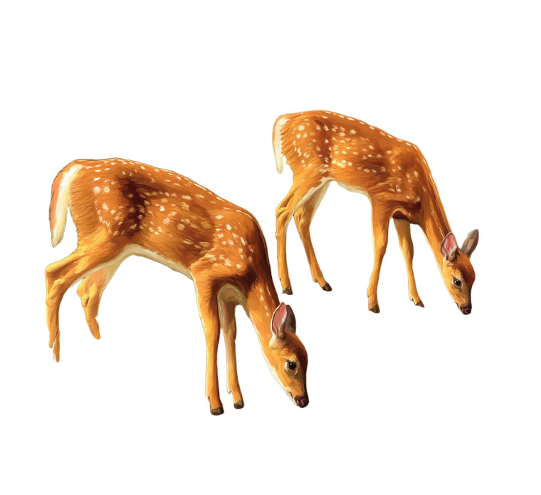 Deer Drinking Water Vinyl Car Decal Sticker – Waterproof & UV-Resistant 8"