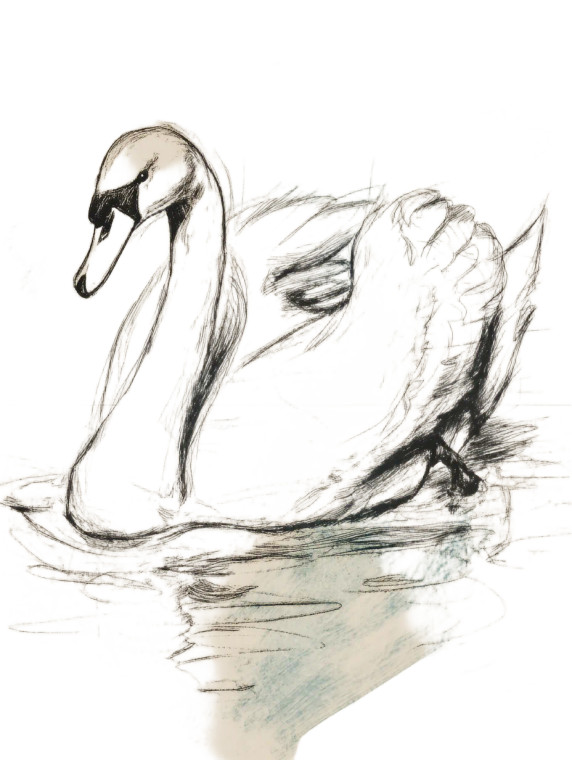 Graceful Swan Gliding Vinyl Car Decal Sticker – Waterproof & UV-Resistant 8"