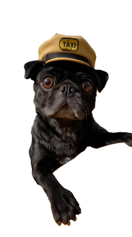Pug Taxi Driver V2 Vinyl Car Decal Sticker – Waterproof & UV-Resistant 8"
