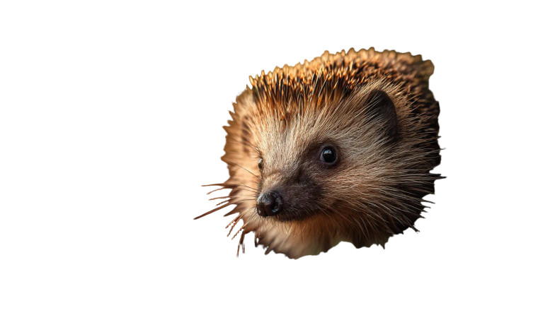 Cute Hedgehog Nature Vinyl Car Decal Sticker – Waterproof & UV-Resistant 8"