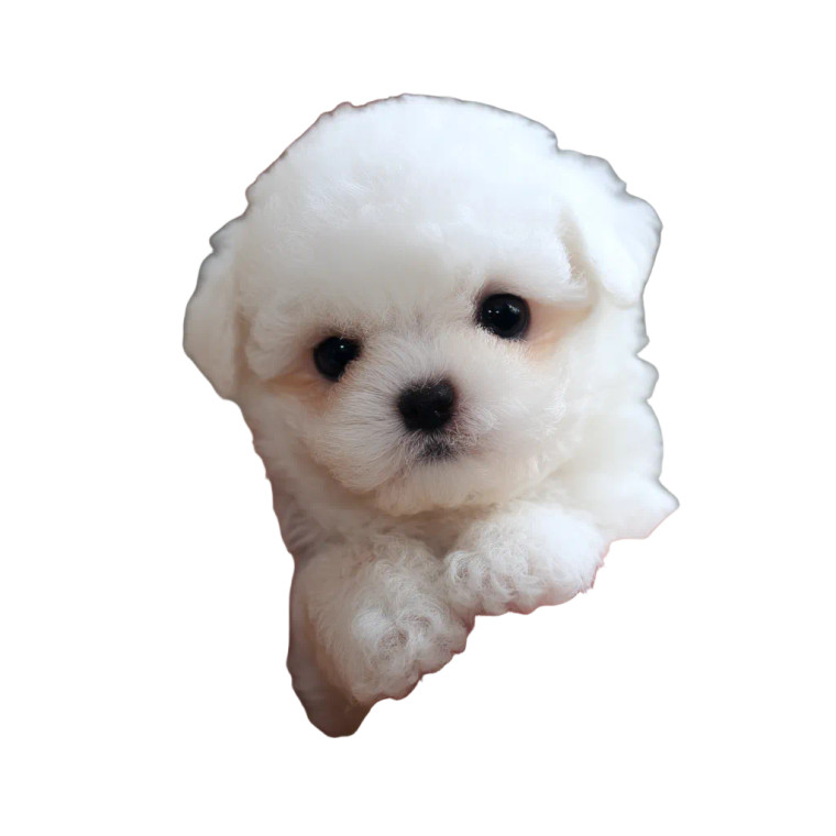 Baby Bichon Puppy Vinyl Car Decal Sticker – Waterproof & UV-Resistant 8"