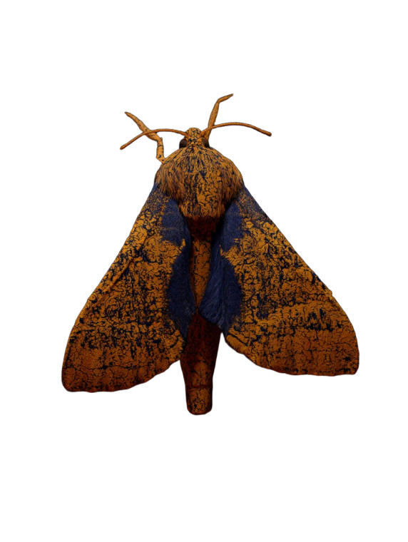 Large Moth Vinyl Car Decal Sticker – Waterproof & UV-Resistant 8"