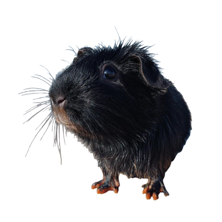 Black Guinea Pig Vinyl Car Decal Sticker – Waterproof & UV-Resistant 8" Black Guinea Pig Vinyl Car Decal Sticker – Waterproof & UV-Resistant 8"
