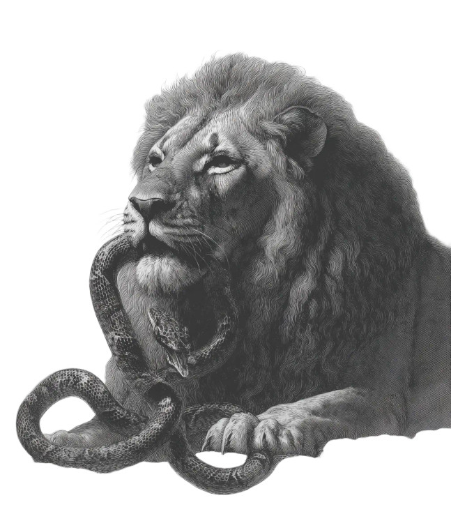 Lion Vs Snake Vinyl Car Decal Sticker – Waterproof & UV-Resistant 8"
