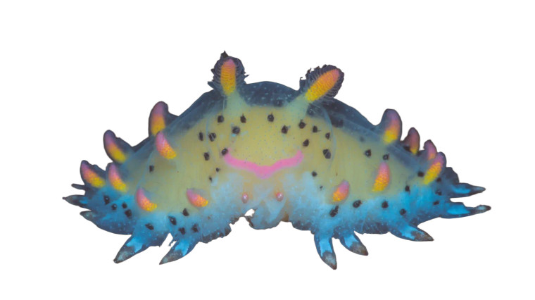 Bioluminescent Jungle Creature Vinyl Car Decal Sticker – Waterproof & UV-Resistant 8"