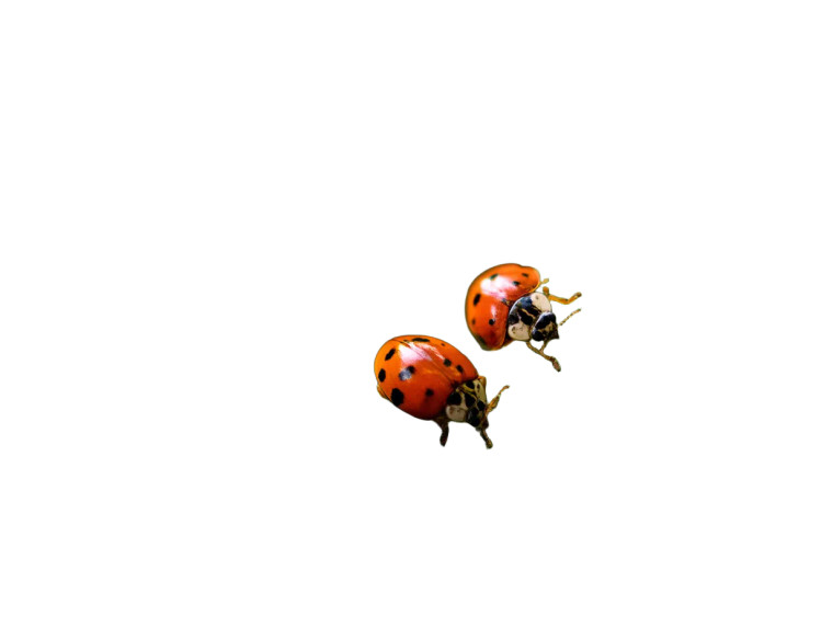 Ladybugs In Heart Vinyl Car Decal Sticker – Waterproof & UV-Resistant 8"
