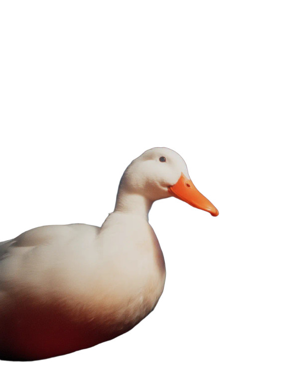 Disco Duck V3 Vinyl Car Decal Sticker – Waterproof & UV-Resistant 8"